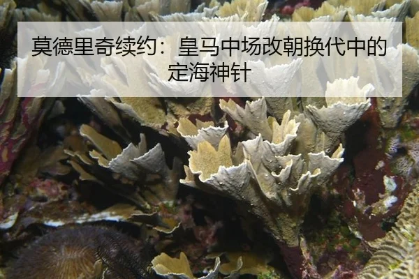 mo-de-li-qi-xu-yue-huang-ma-zhong-chang-gai-chao-huan-dai-zhong-de-ding-hai-shen-zhen-3-725.jpg